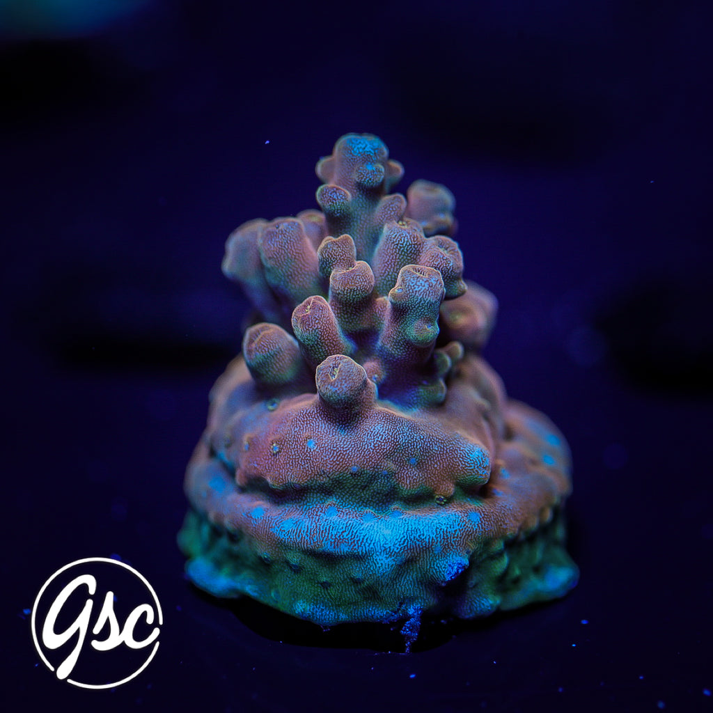 POTO Flamethrower Acro #1