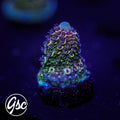 SBB Heisenberg Acro #2 (Spath)