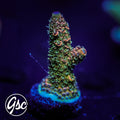 TGC Event Horizon Acro #1 (Millie)