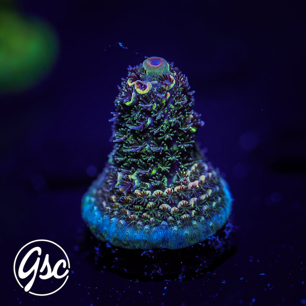 SBB Heisenberg Acro #1 (Spath)