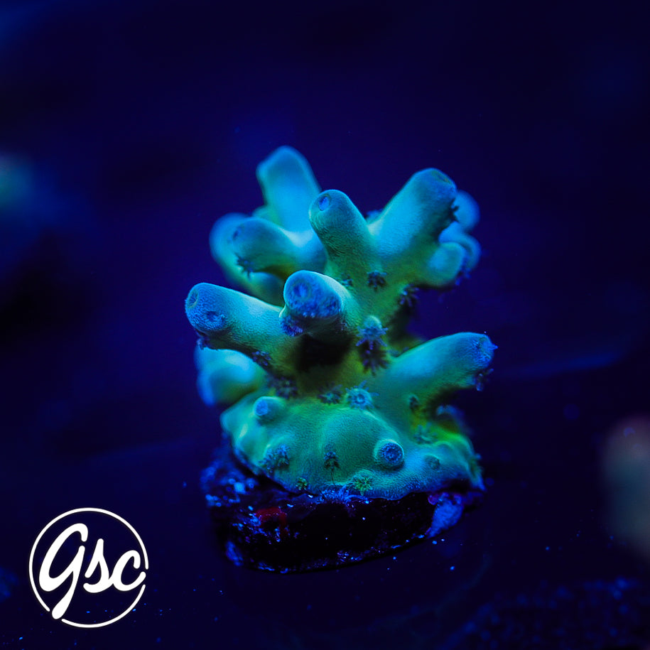 GSC Blue Saiyan Acro #2