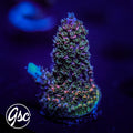 Hugos Rainbow Stag Acro #2