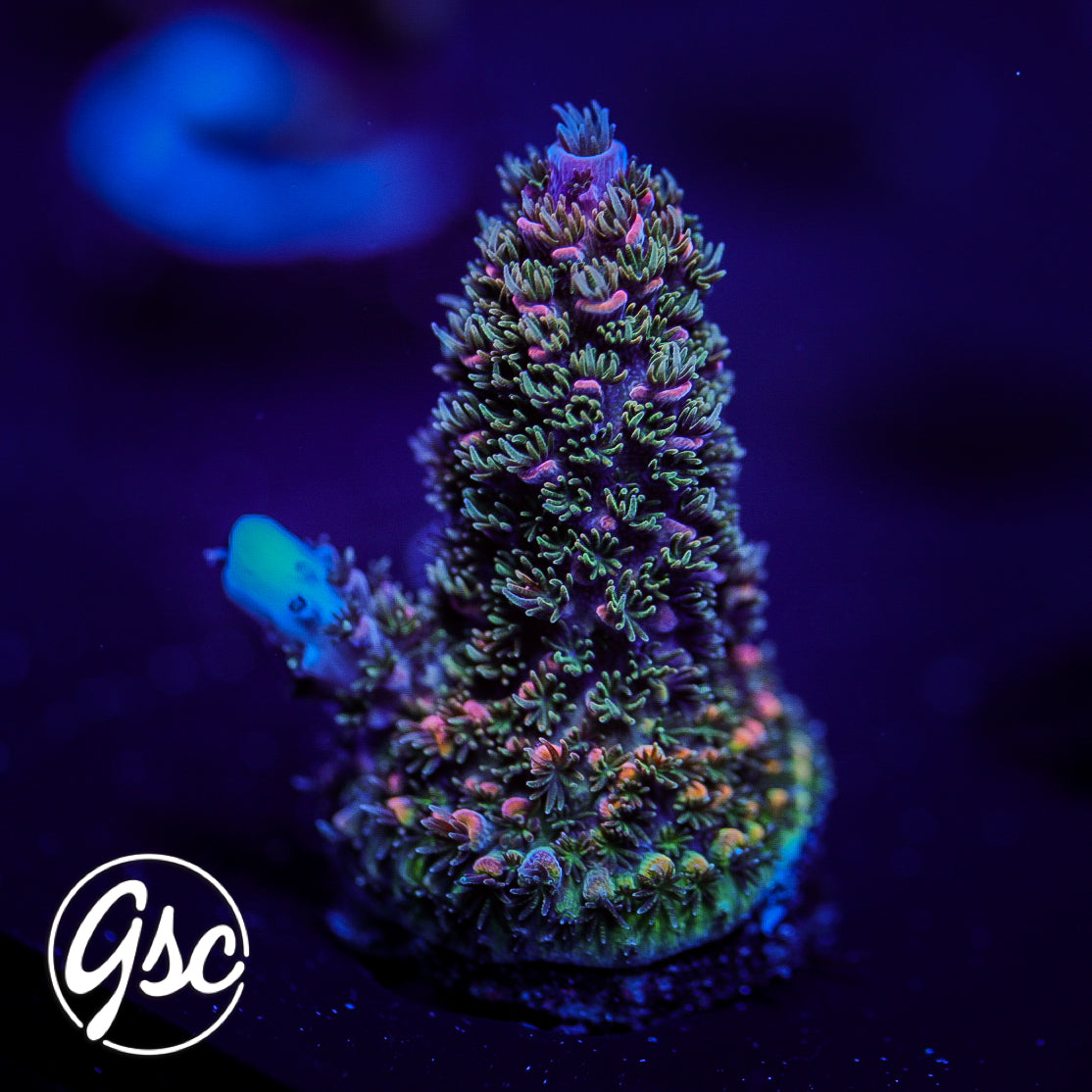 Hugos Rainbow Stag Acro #2