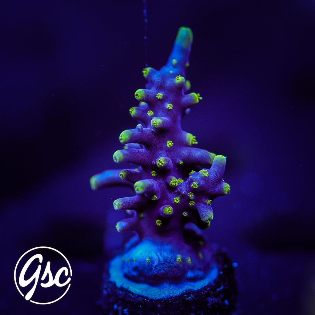 RMF Last Dragon Acro #1