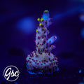 RR Robinhood Acro #4 (Grafted)