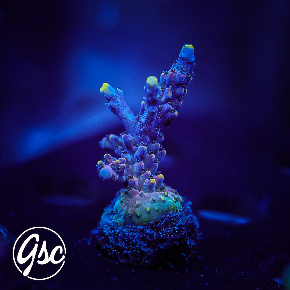 LRO Lunar Lemonade Acro #1