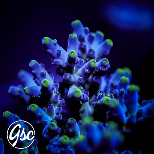 BC Soda Popinski Acro