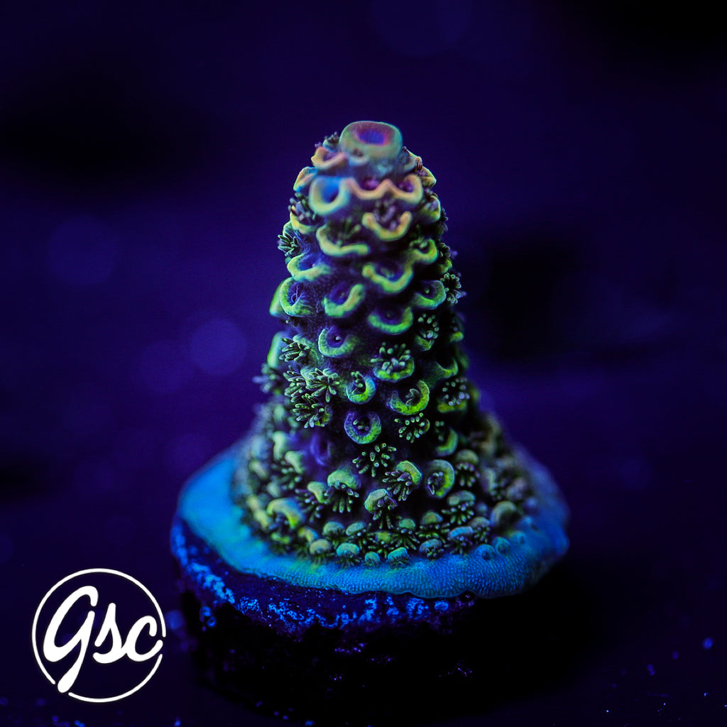 SBB Heisenberg Acro #3 (Spath)