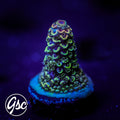 SBB Heisenberg Acro #3 (Spath)