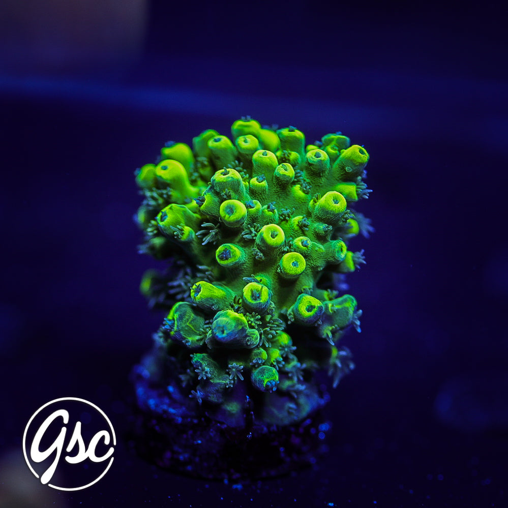 GSC Highlighter Acro #1