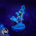 BC Soda Popinski Acro #2
