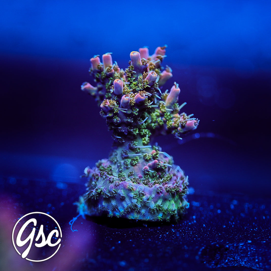 CC Voodoo Magic Acro #1