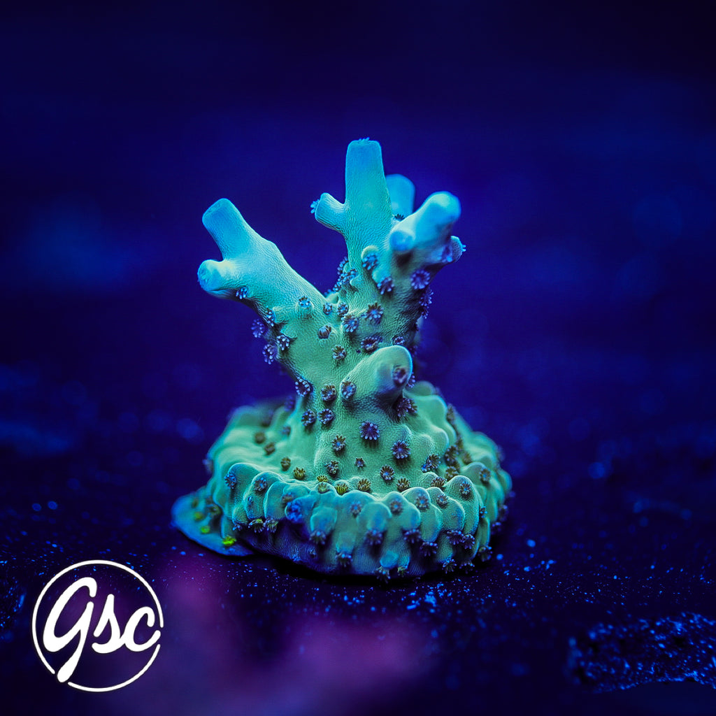 WWC White Walker Acro #2