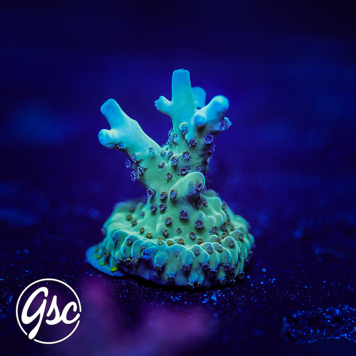 WWC White Walker Acro #2