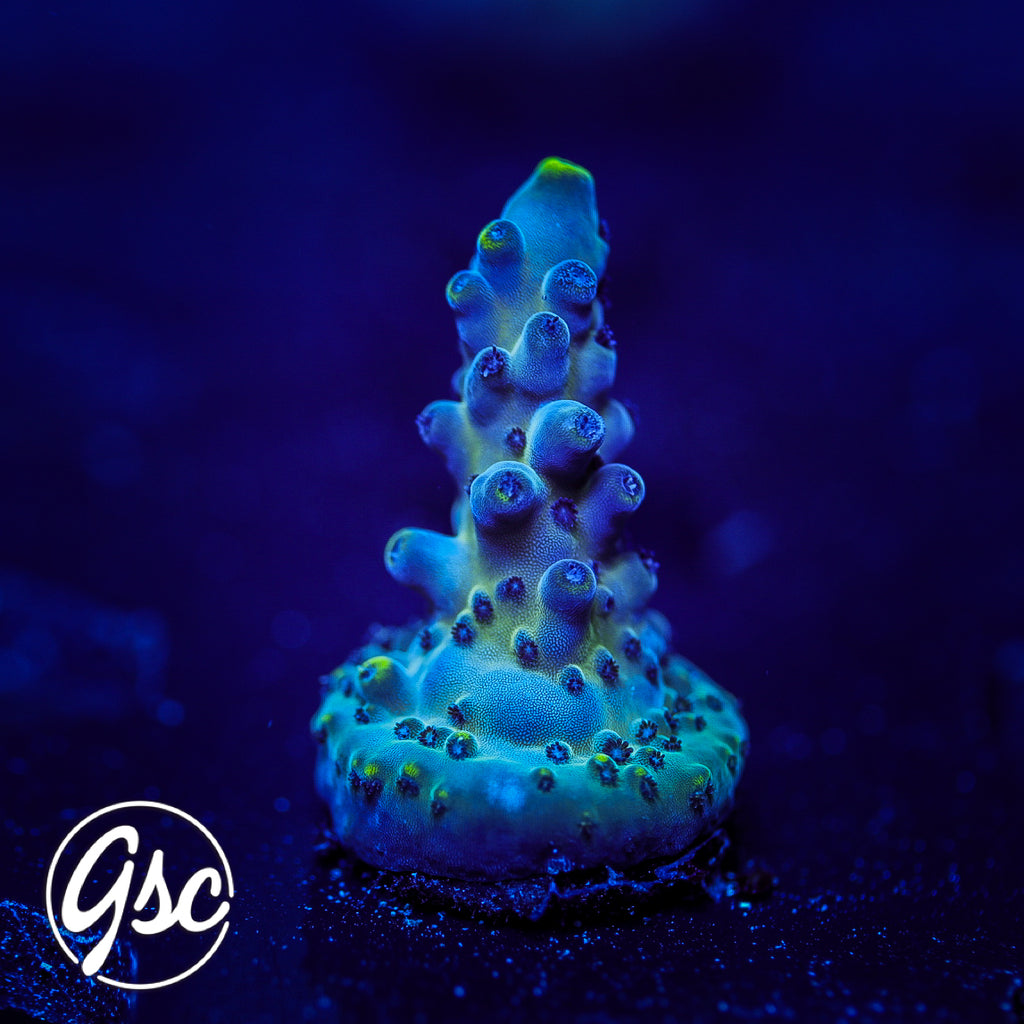 BC Soda Popinski Acro #4
