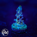BC Soda Popinski Acro #4