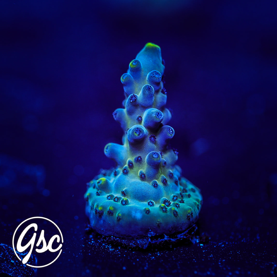 BC Soda Popinski Acro #4