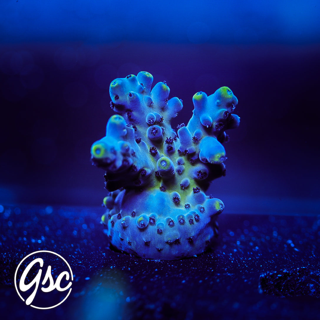 BC Soda Popinski Acro #3
