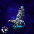 TGC Event Horizon Acro #2 (Millie)