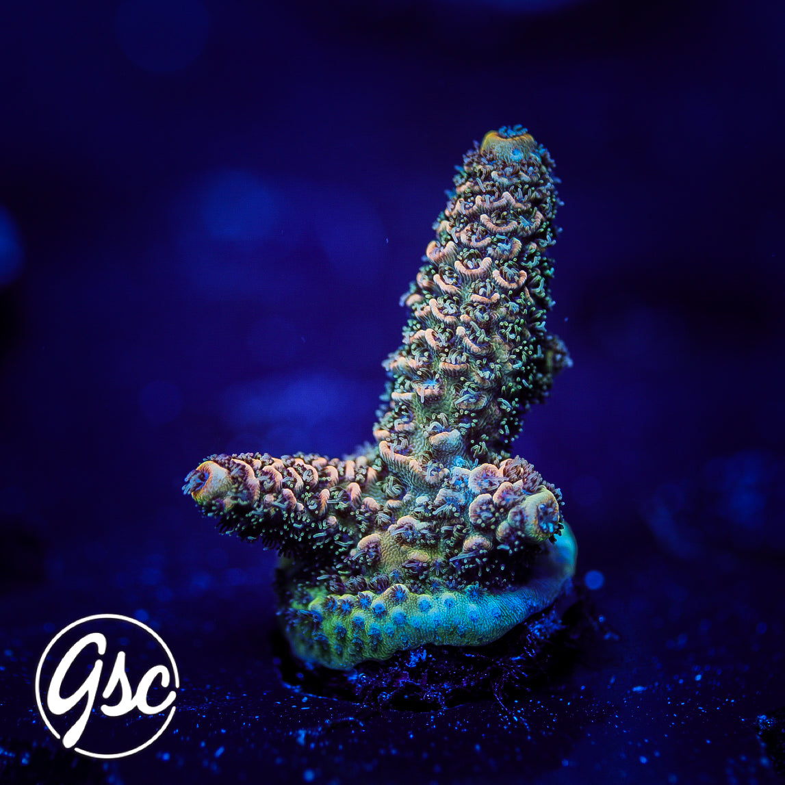 TGC Event Horizon Acro #2 (Millie)
