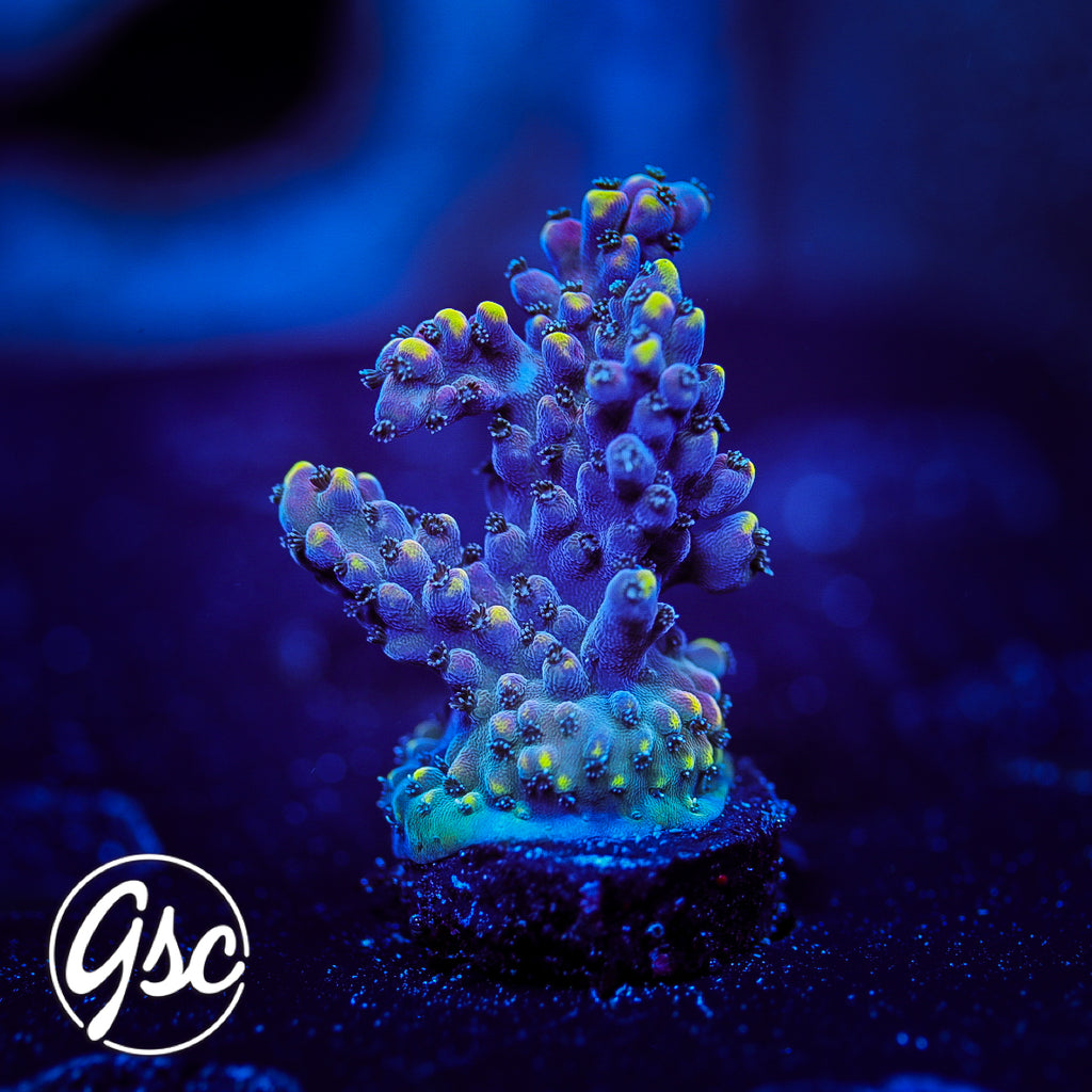 LRO Lunar Lemonade Acro #2