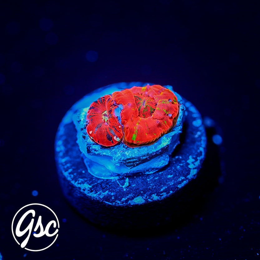 Monsoon Aquatics - Captive Bred/Spawned Scolymia #4 (Double Head)