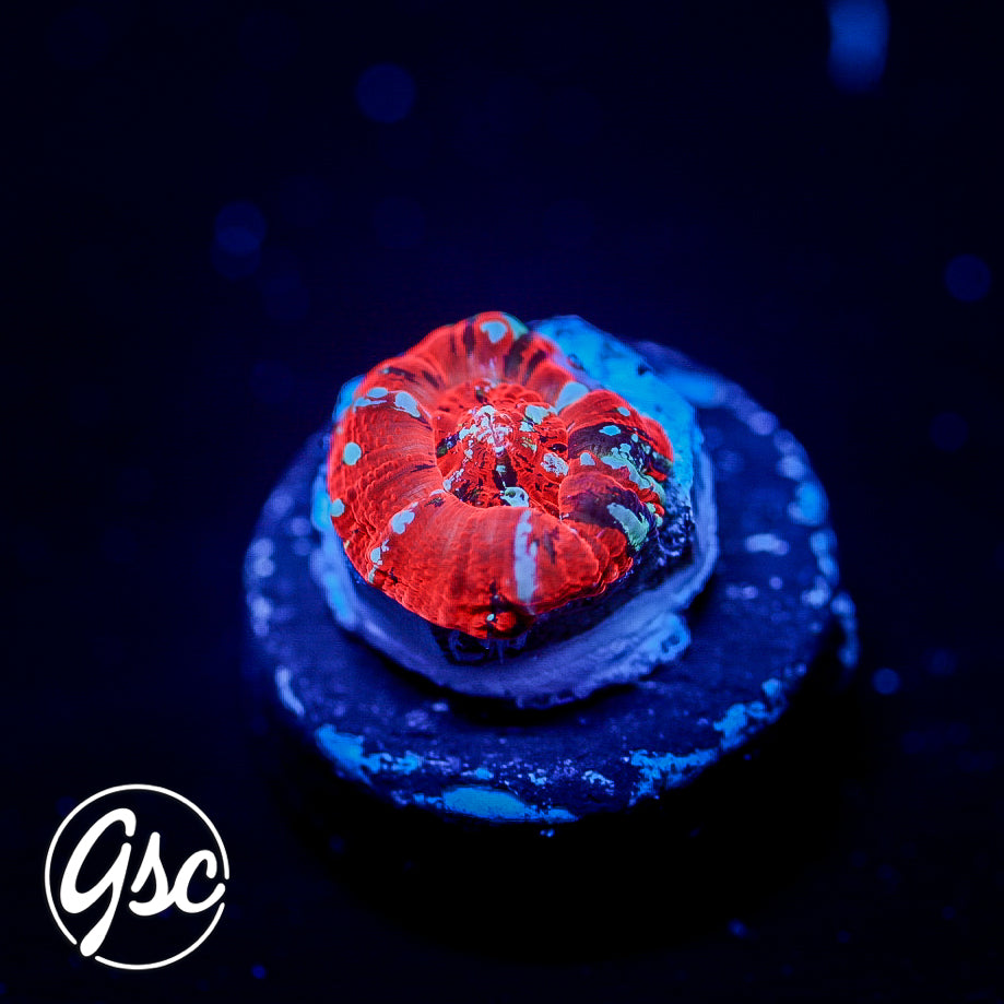 Monsoon Aquatics - Captive Bred/Spawned Scolymia #1