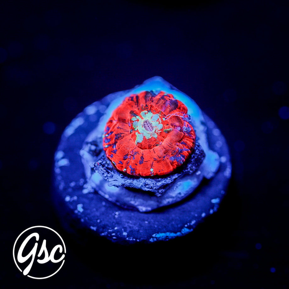 Monsoon Aquatics - Captive Bred/Spawned Scolymia #2