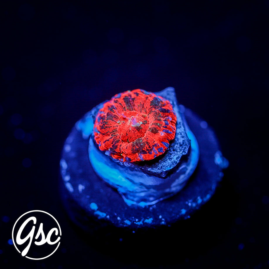 Monsoon Aquatics - Captive Bred/Spawned Scolymia #3