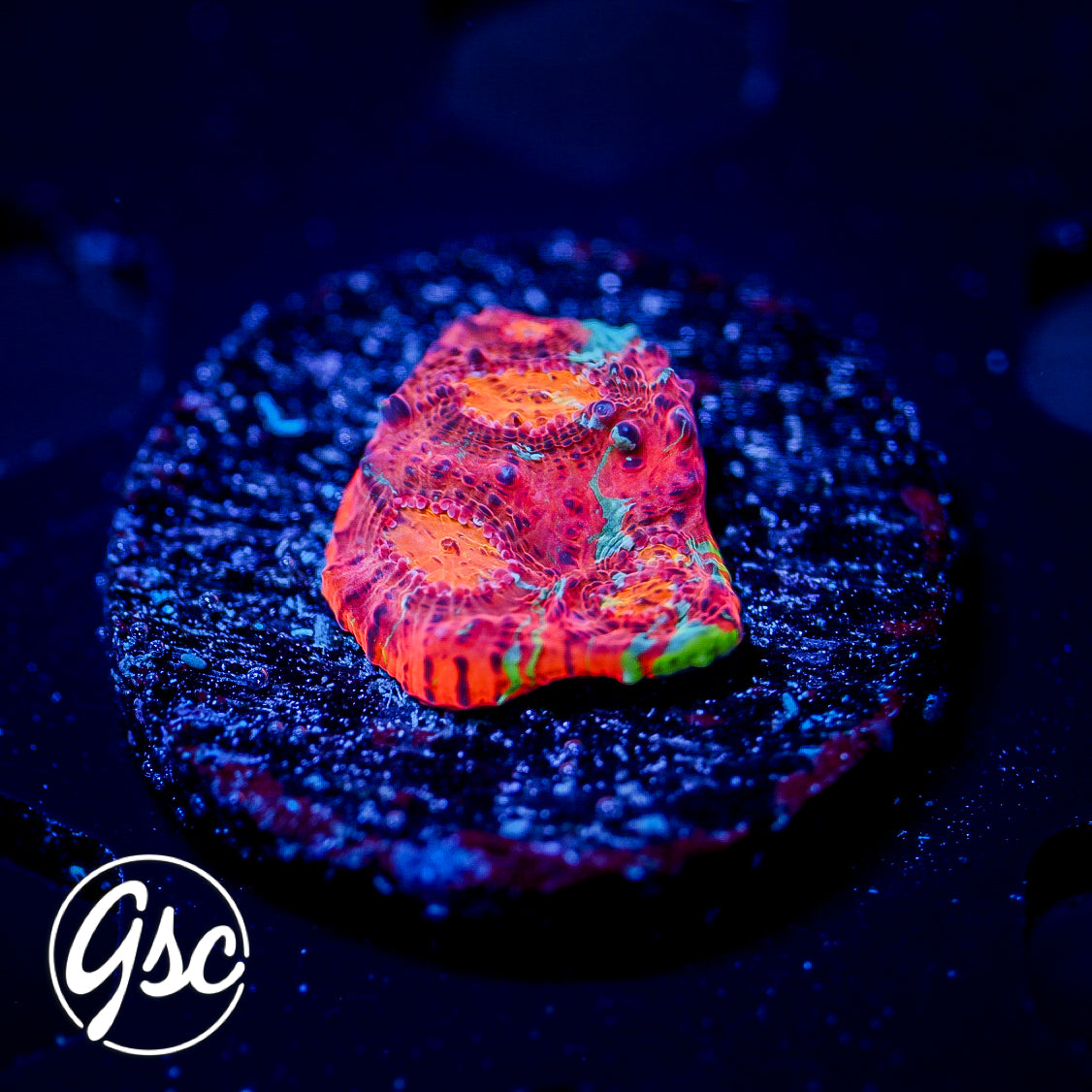 CB Flaming Bugatti Chalice #2