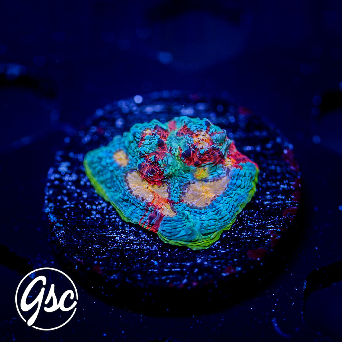 CB Flaming Bugatti Chalice #1