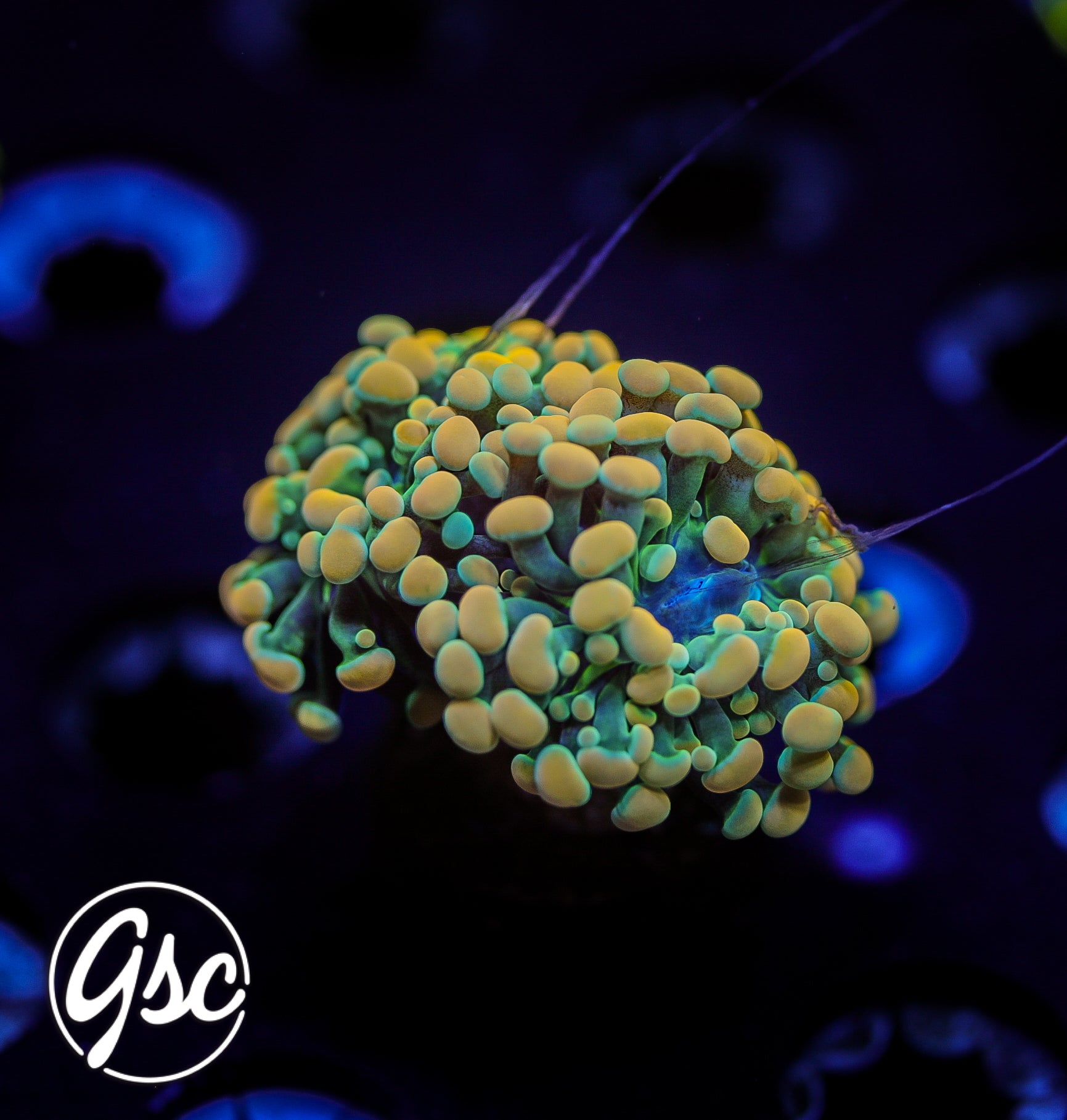 GSC Gold Hammer #1 (Double)