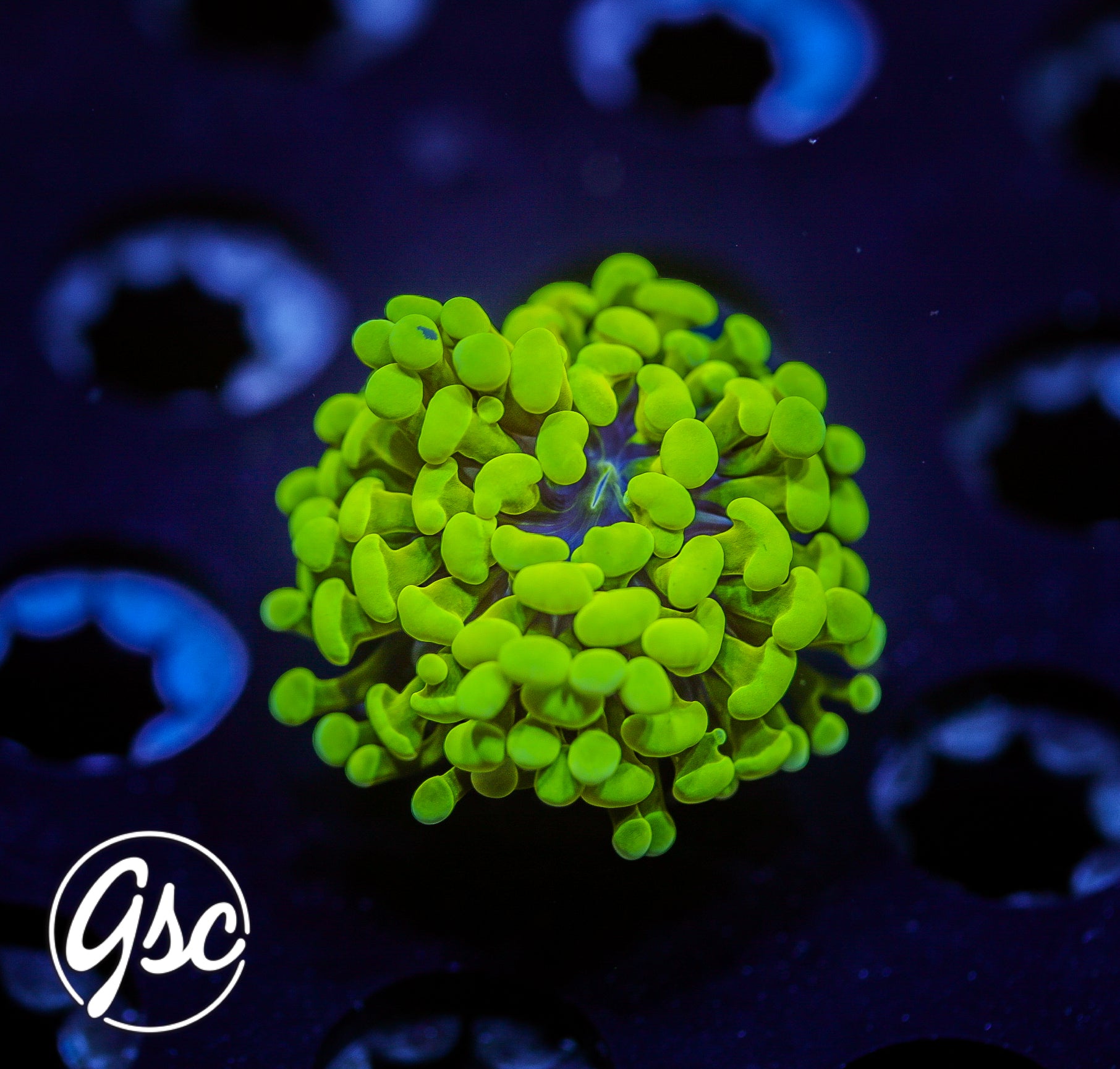 GSC Highlighter Hammer (Single)