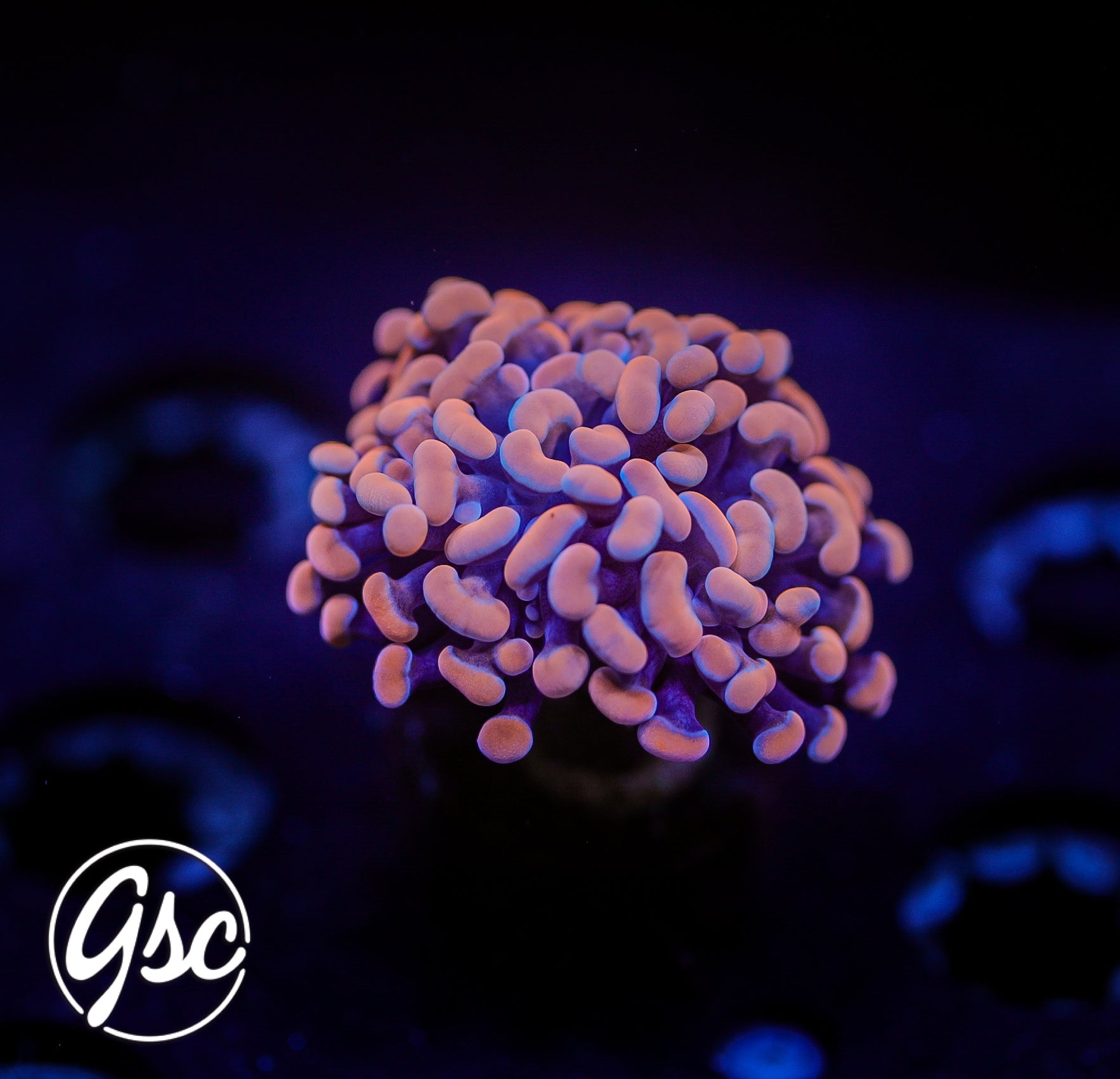 GSC Amber Hammer (Single)