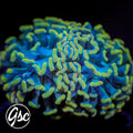 GSC Golden Anchor Hammer #1 (New Release)