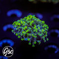 GSC Splatter Frammer #1