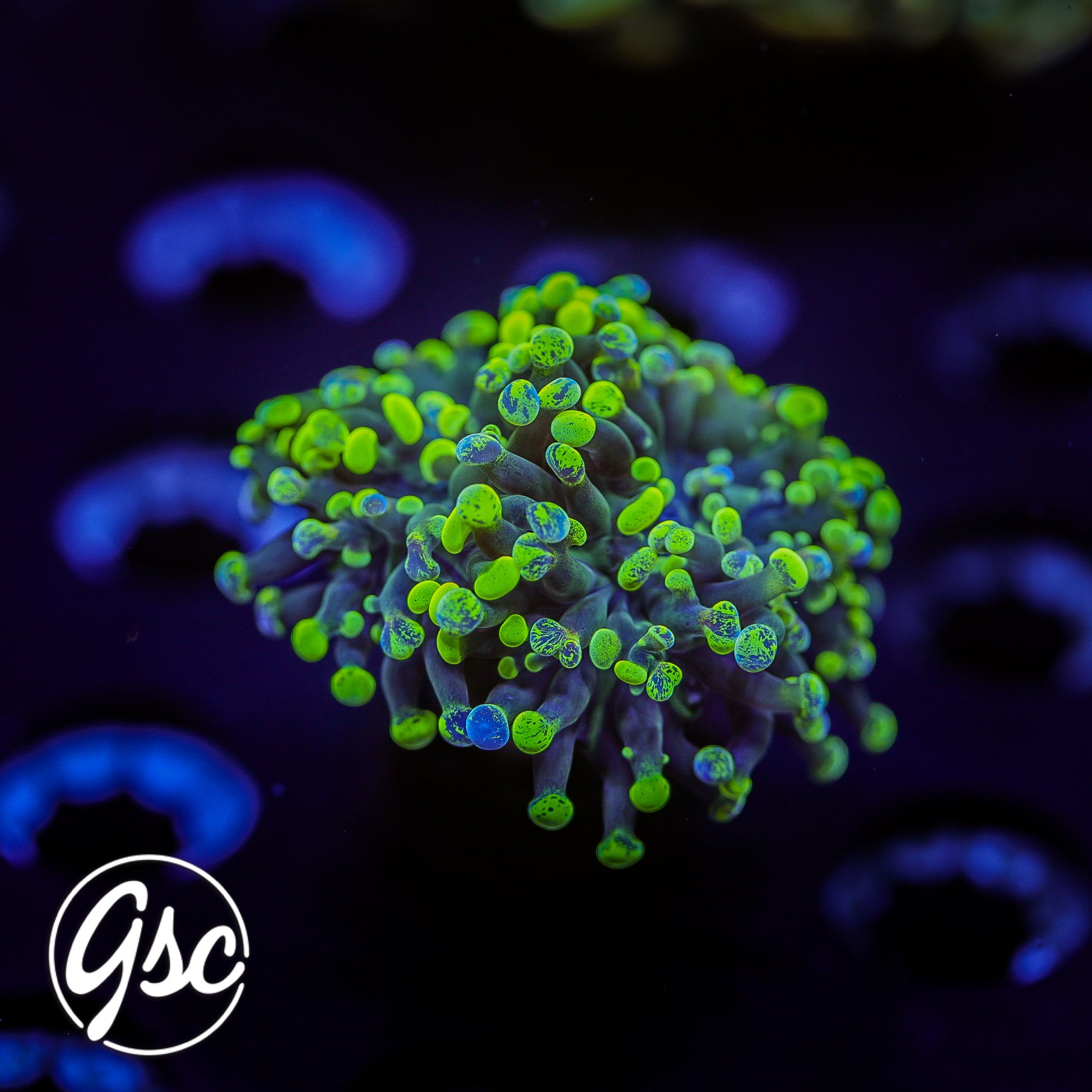 GSC Splatter Frammer #1