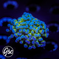 GSC Hologram Hammer #1