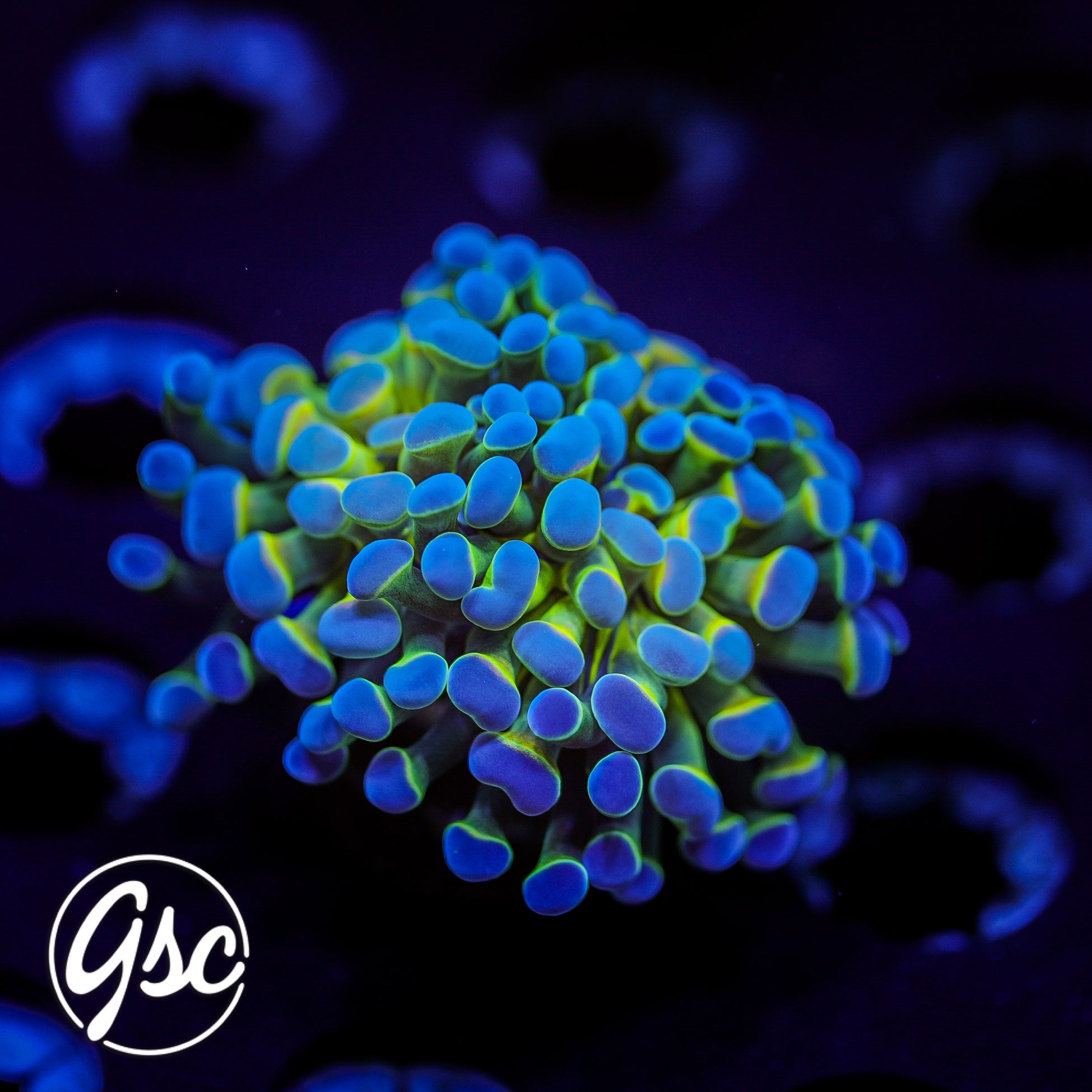 GSC Hologram Hammer #1