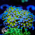 GSC Master Hologram Hammer #1 (Double) - New Release!
