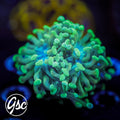 GSC Teal Hammer #1 (Double)