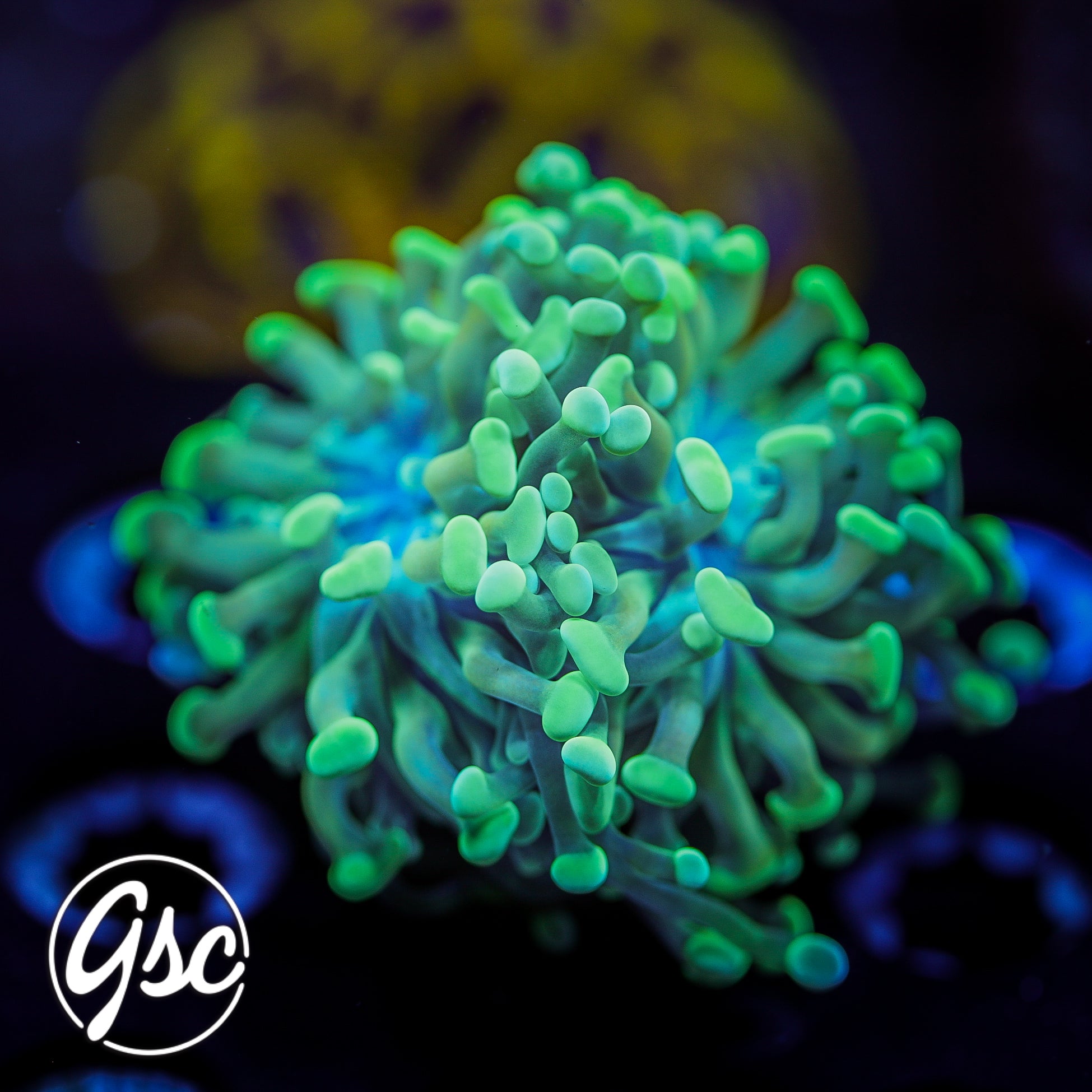 GSC Teal Hammer #1 (Double)