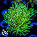 GSC Green on Green Torch (Double)