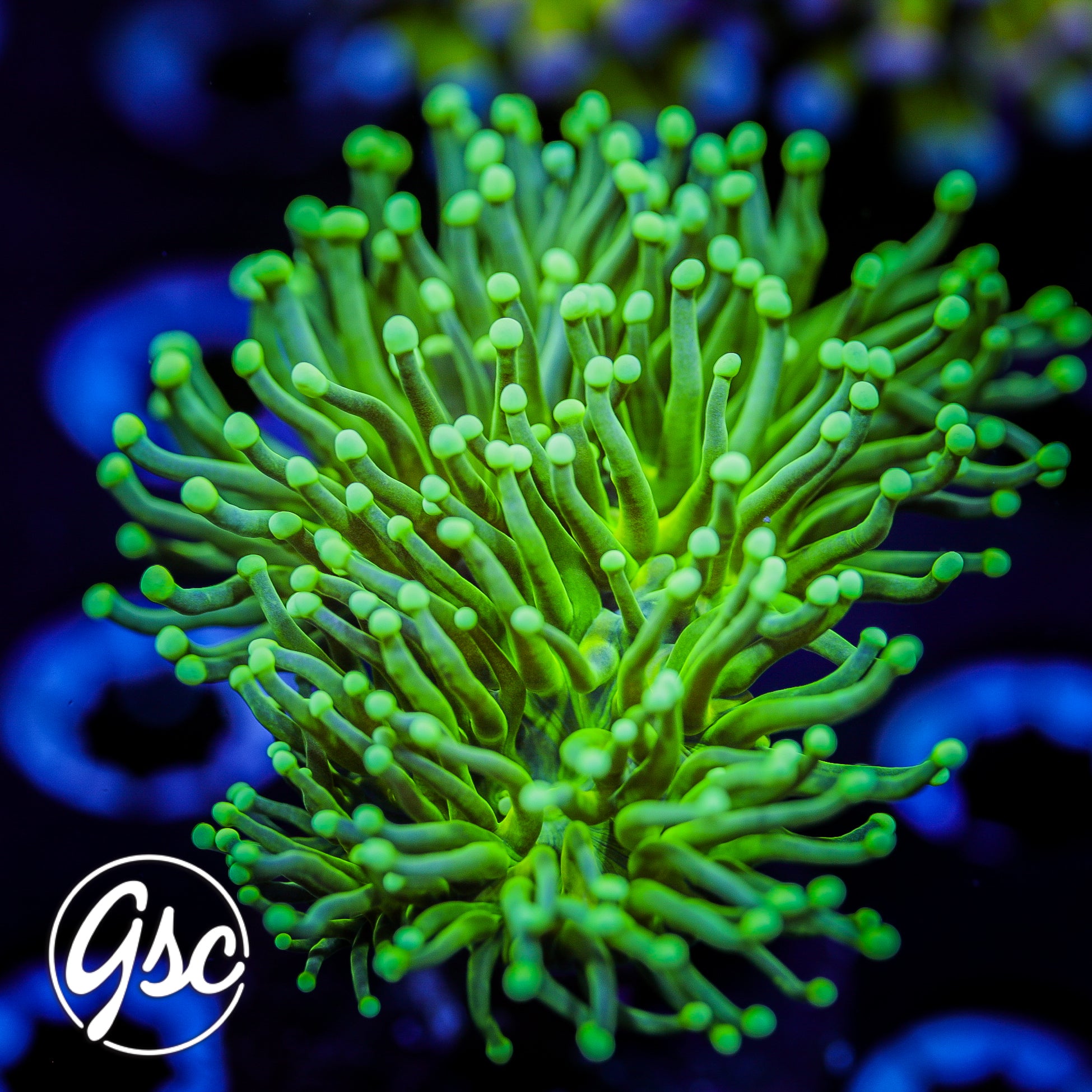 GSC Green on Green Torch (Double)