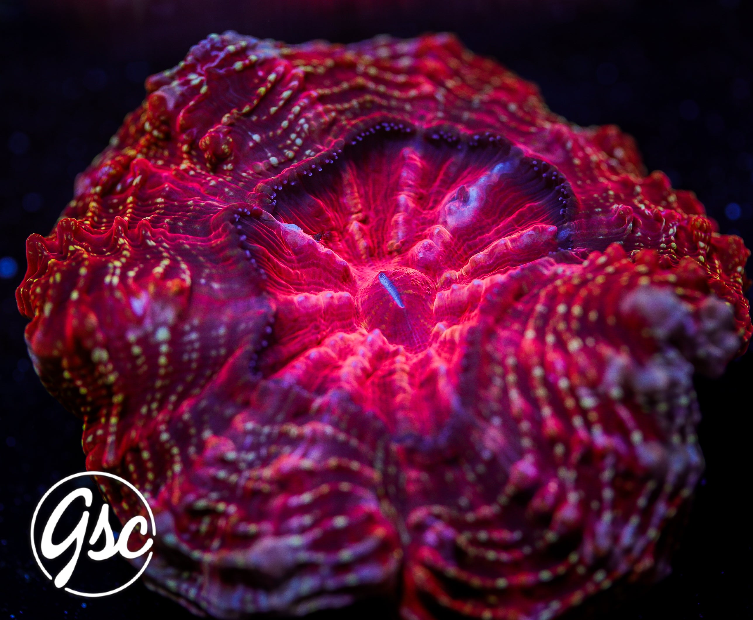 Red - Gold/Yellow Speckled Acanthophyllia (~4”)