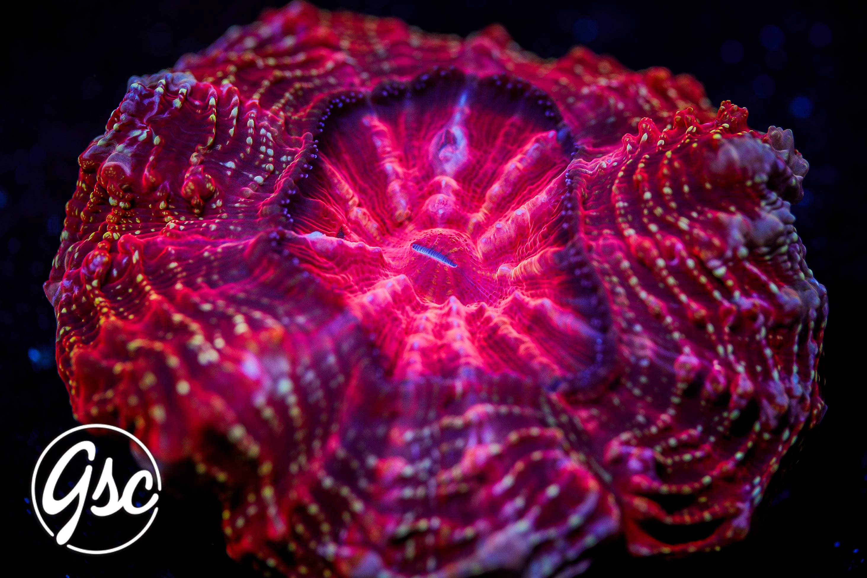 Red - Gold/Yellow Speckled Acanthophyllia (~4”)