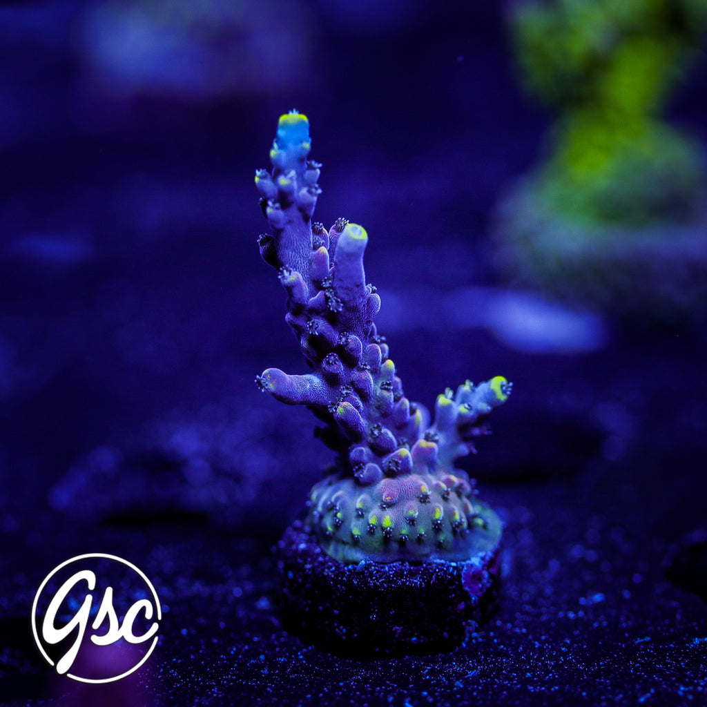 LRO Lunar Lemonade Acro #3