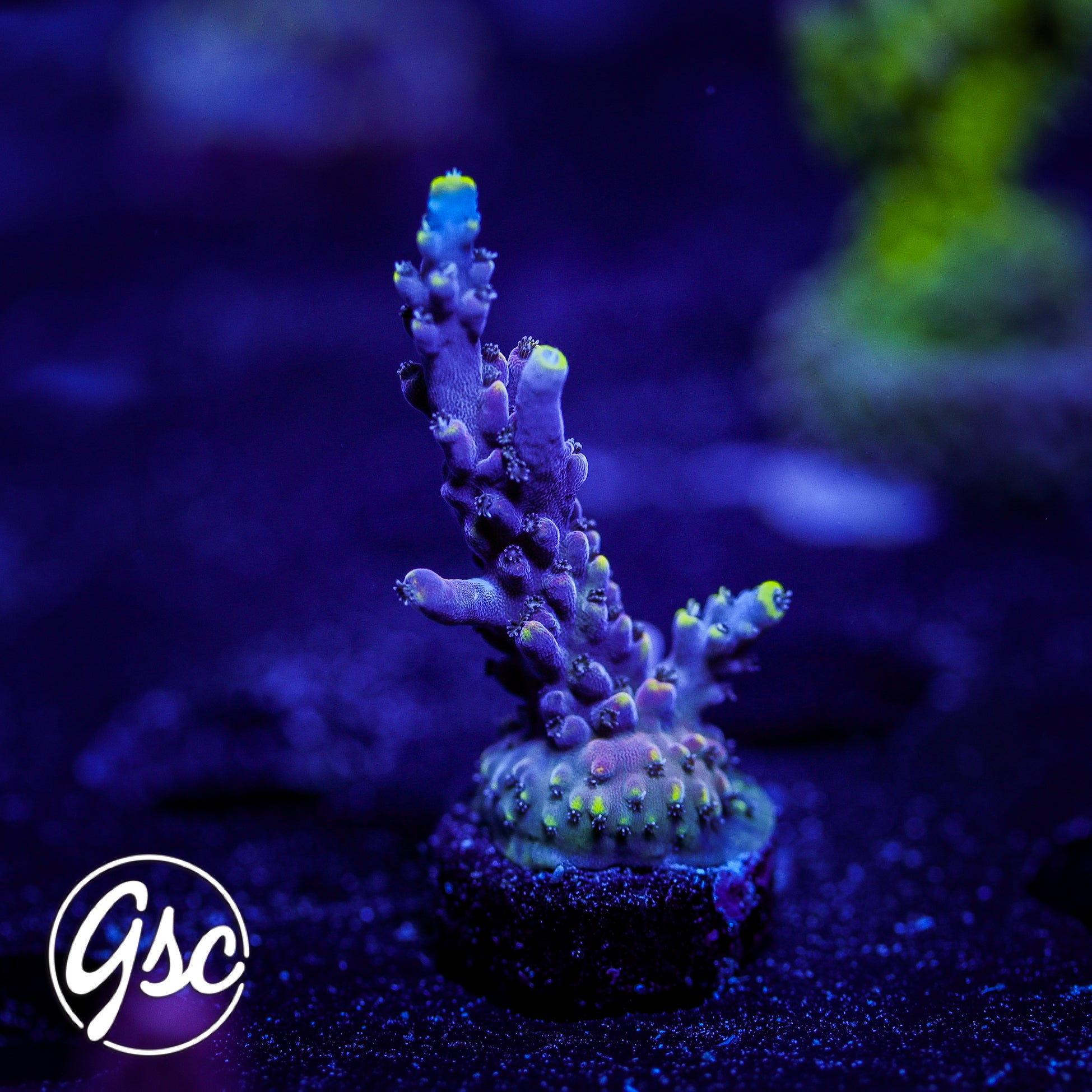LRO Lunar Lemonade Acro #3
