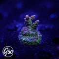 CC Voodoo Magic Acro #2
