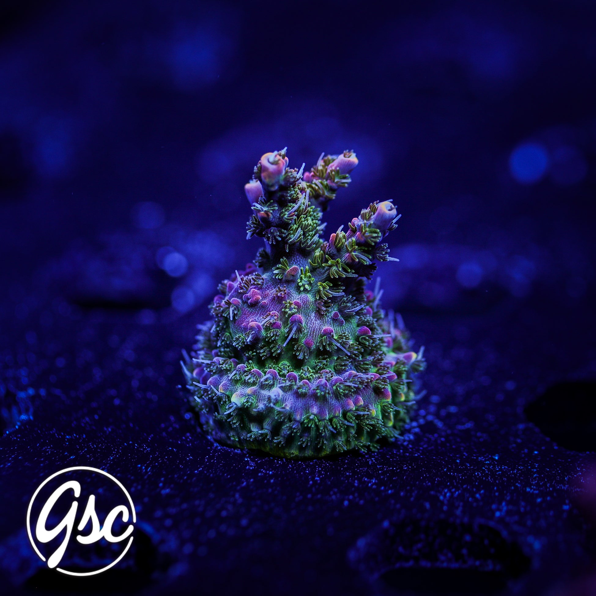 CC Voodoo Magic Acro #2